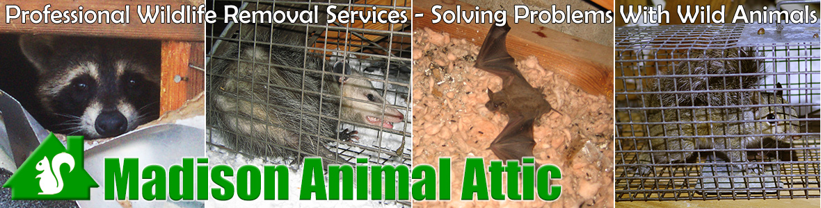 Madison
 Animal Attic
